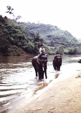 Le bain des éléphants