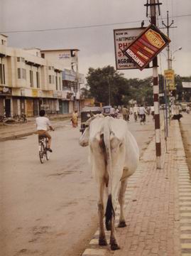 Les vaches sacrées en Inde